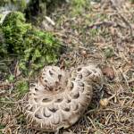 Na Pokljuko po jurcke ocitno nisem rojen gobar9