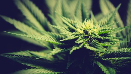 Milan Krek in NIJZ zakaj lazi o CBDju CBD se v telesu spremeni v THC