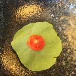 Svetovni dan hrane nas odnos do hrane Spar in Marko Pavcnik5