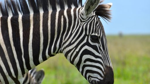 Zakaj je zebra crno bele barve in zakaj oznako za prehod za pesce imenujemo zebra