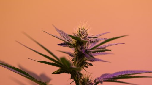 Zdravko Pocivalsek se zaveda da prepoved prodaje CBD izdelkov ni prava pot