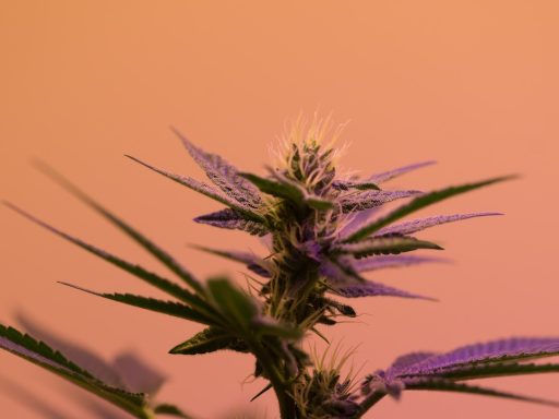 Zdravko Pocivalsek se zaveda da prepoved prodaje CBD izdelkov ni prava pot