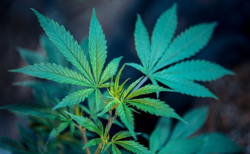 O pretvorbi CBD ja v THC v telesu in nedokazanih zastrupitvah s CBD jem ICANNA institut