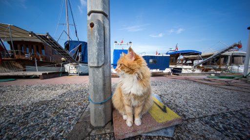 Ste opazili modre odsevnike na kolickih ob cesti Kaj pomenijo
