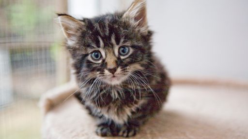 Tikanje ali vikanje na druzbenih omrezjih