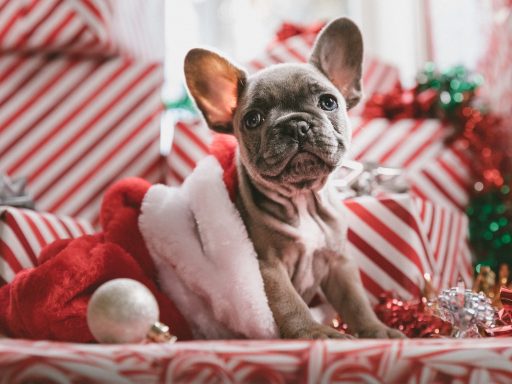 Ce se veseli december zacne novembra potem december izgubi svoj car