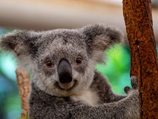 500.000.000 zivali je zgorelo v pozarih v Avstraliji AustralianBushfire