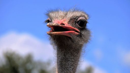 Savina Atai je zenski Damjan Murko in ima novega zarocenca