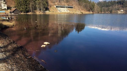 Blejsko jezero je rdece 1