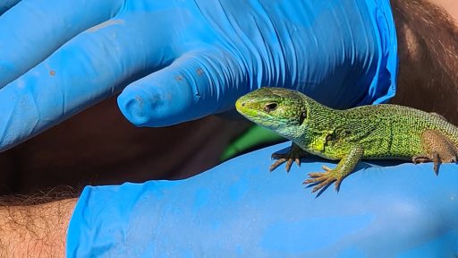 Zelenec Lacerta viridis na obisku2