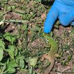Zelenec Lacerta viridis na obisku3
