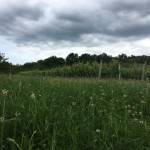 Abitanti obisk kmetije Grondali na tartufe na Belvedur2