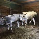 Abitanti obisk kmetije Grondali na tartufe na Belvedur8