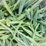 Morski koprc aka motar 2