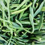 Morski koprc aka motar 3