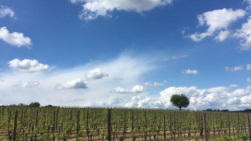 goriska brda slovenska toskana vipolze 9