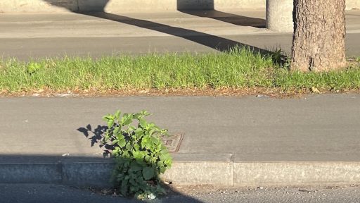 dunajska cesta odtoki 1