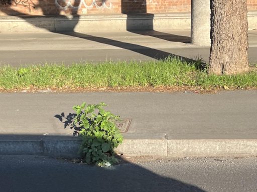 dunajska cesta odtoki 1