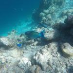 snorkljanje maldivi 1