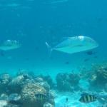 snorkljanje maldivi 2