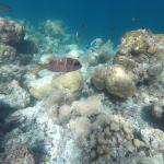 snorkljanje maldivi 3