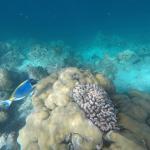 snorkljanje maldivi 4