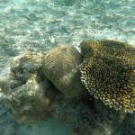 snorkljanje maldivi 5