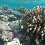 snorkljanje maldivi 6