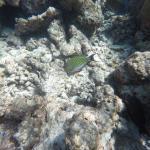 snorkljanje maldivi 7