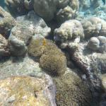 snorkljanje maldivi 8