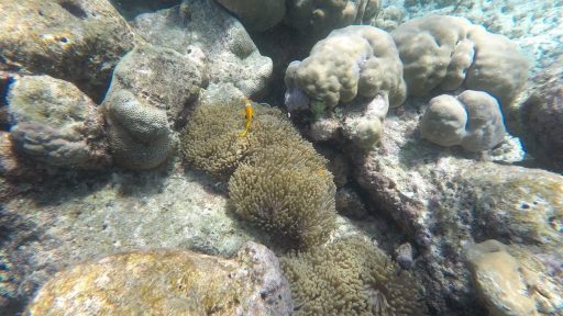 snorkljanje maldivi 8