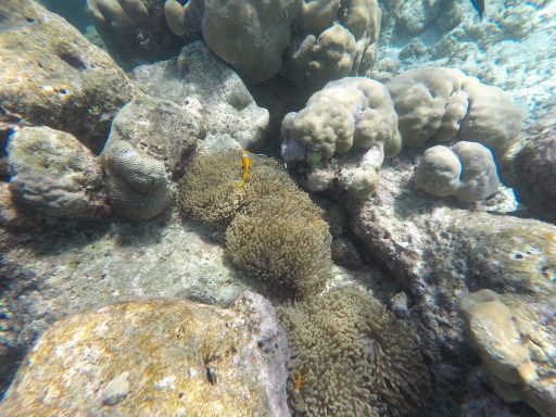 snorkljanje maldivi 8