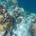 snorkljanje maldivi 9