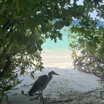 Fihalhohi Island Resort Maldives 7