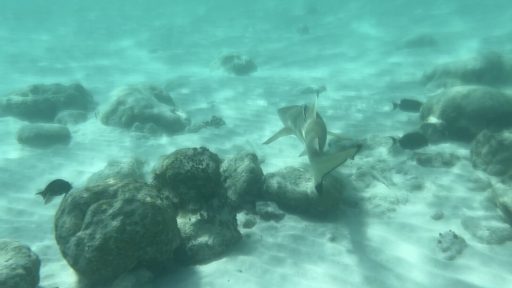 blacktip reef shark