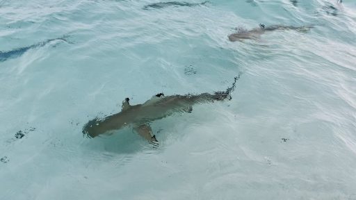 shark photo