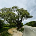 najstarejse drevo na krku vrbnicki poprivic 1