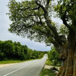 najstarejse drevo na krku vrbnicki poprivic 2