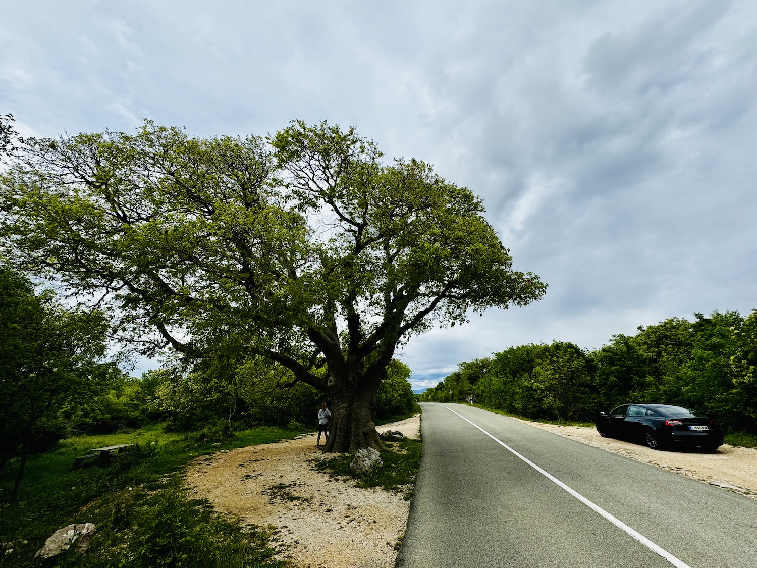 najstarejse drevo na krku vrbnicki poprivic 3