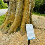 najstarejse drevo na krku vrbnicki poprivic 4