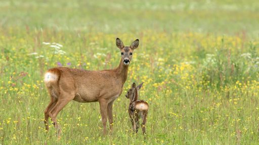 streljanje v naselju
