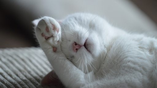 Rizz, flex, sigma, skibidi