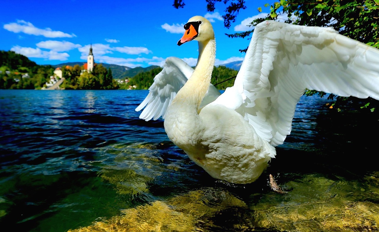 swan 694887 1280