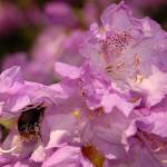 Arboretum 6