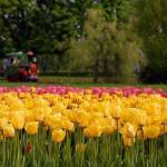 Arboretum 14