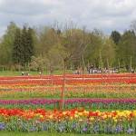 Arboretum 15