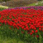 Arboretum 16