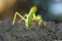 bogomoljka-mantis-religiosa03.jpg