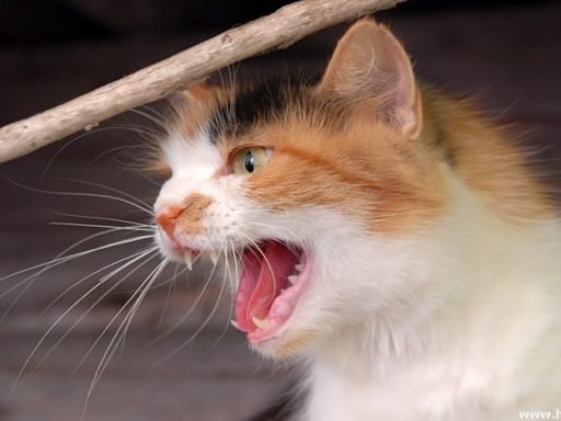 Mačka - Felis Silvestris Catus 2