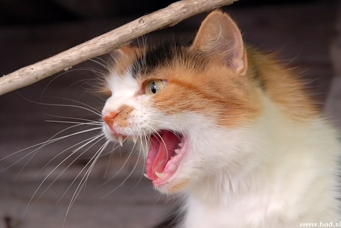 Mačka - Felis Silvestris Catus 2